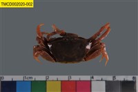 藏品(弧邊管招潮蟹)的圖片